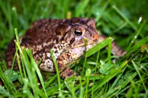 Photo de crapaud
