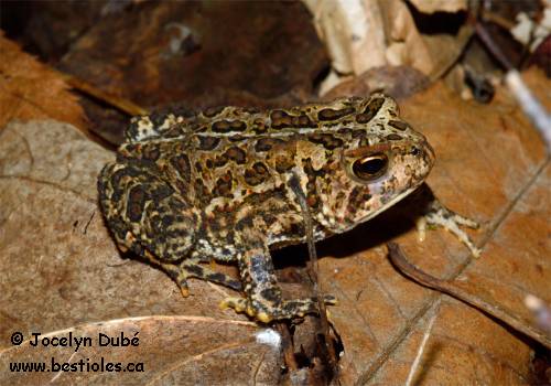 Crapaud d'Am�rique