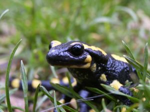 Photo d'une salamandre tachet�e