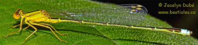 Insecte de la famille des agrions (Coenagrionidae)