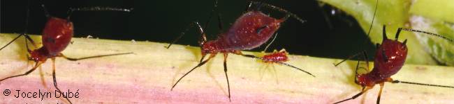 Insectes de la famille des Aphidiens (Aphididae)