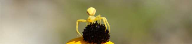 Photo d'une araign� crabe sur un fleur (Misimena vatia)