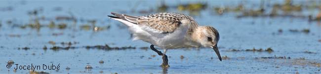 Photo de b�casseau sanderling