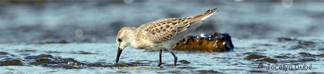 Photo de b�casseau semipalm�