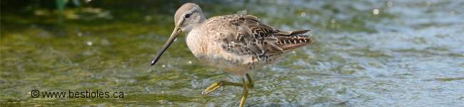 Photo de b�cassin � long bec