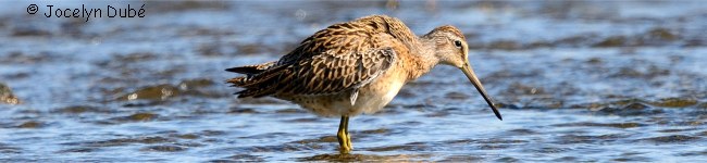 Photo de b�cassin roux