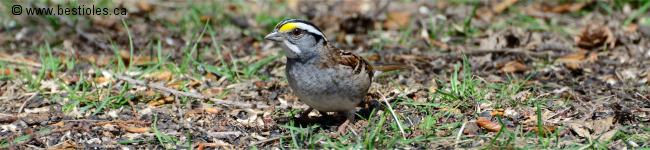 Photo d'un bruant � gorge blanche
