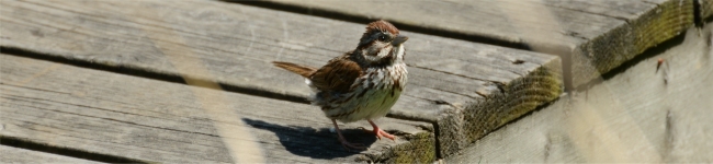 Photo d'un bruant chanteur