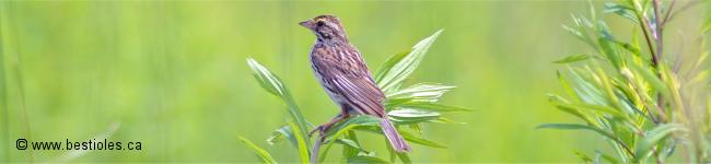 Photo d'un bruant des pr�s