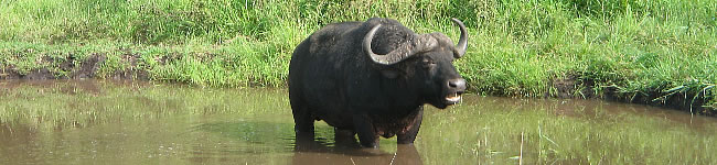 Photo de buffle du cap