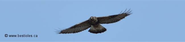 Photo d'une buse pattue