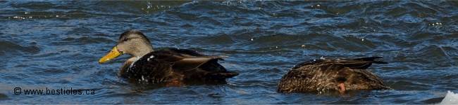 Photo d'un canard noir