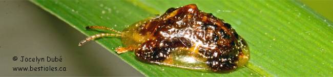 Photo d'une casside oursonne