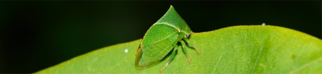 Photo de c�r�se buffle