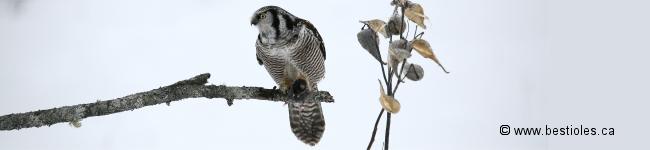 Photo de chouette �pervi�re