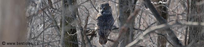 Photo de chouette lapone ou chouette cendr�e