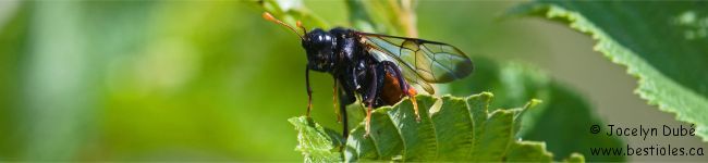 Photo d'un insecte de la famille des cimbicid�s - Cimbicidae