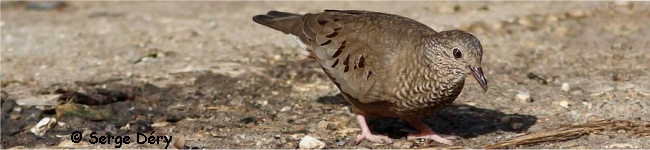 Colombe � queue noire