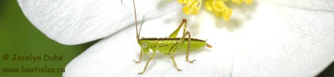 Photo d'un insecte de la sous-famille Conocephalinae