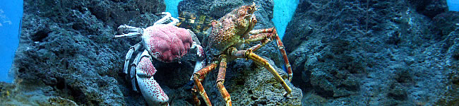 Crabes
