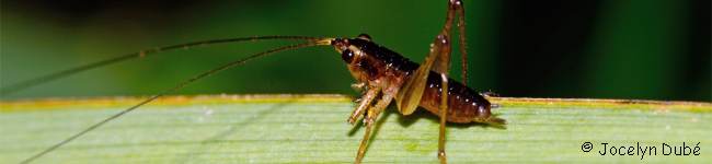 Photo d'un insecte du sous-ordre des Ensif�res (Ensifera)