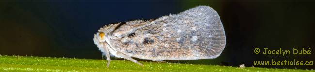 Photo d'un insecte de la famille des flatid�s (Flatidae)