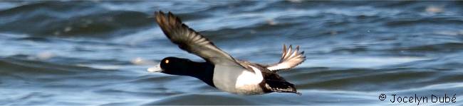 Photo de fuligule milouinan