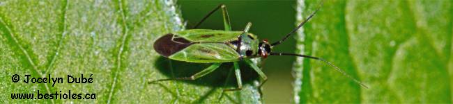 Photo d'un h�t�ropt�re (Heteroptera)