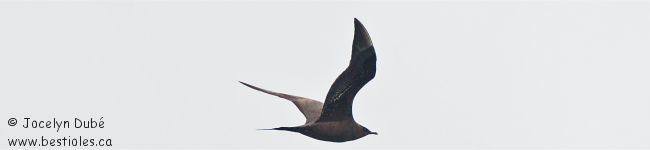 Photo de labbe parasite