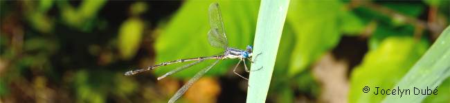 Leste (Lestidae)
