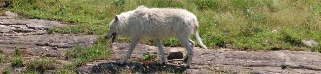 Photo d'un loup blanc