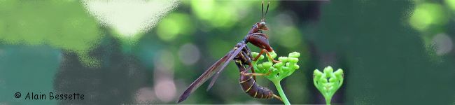 Photo de mantispidae