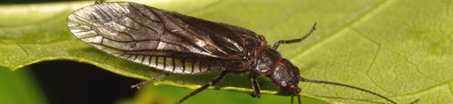 Photo de m�galopt�re