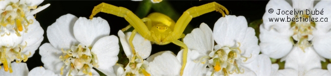 Photo de misum�ne variable (Misimena vatia)