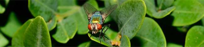 Photo d'une mouche sur une feuille