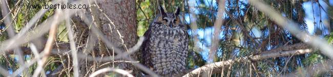 Photo d'un moyen-duc