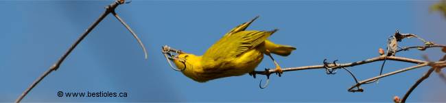 Photo d'un oiseau jaune