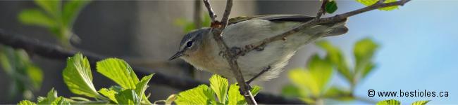 Photo d'une paruline obscure