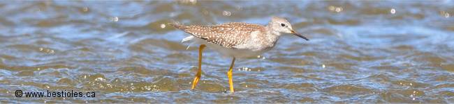 Photo d'un petit chevalier