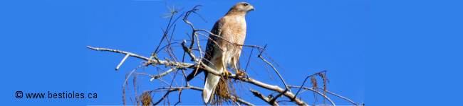 Photo d'une petite buse