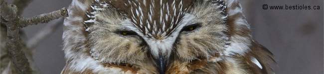 Photo de la face d'une petite nyctale