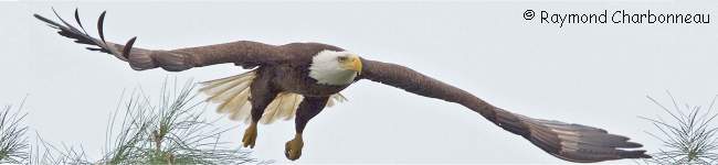 Pygargue � t�te blanche