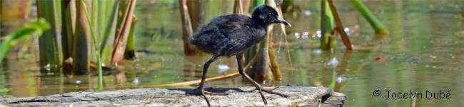 Photo d'un oiseau de la famille des Rallid�s (Rallidae)