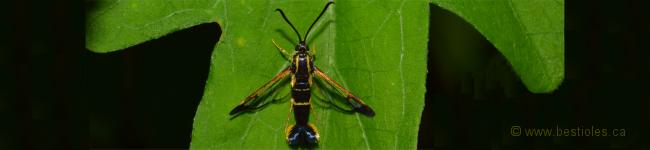 Photo d'une s�sie, papillon de la famille Sessiidae