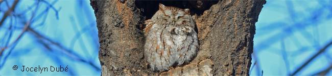 Photo d'un oiseau de la famille des Strigid�s (Strigidae)