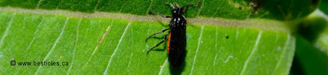 Photo de tenthr�de