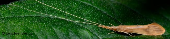 Photo d'un insecte trichopt�re