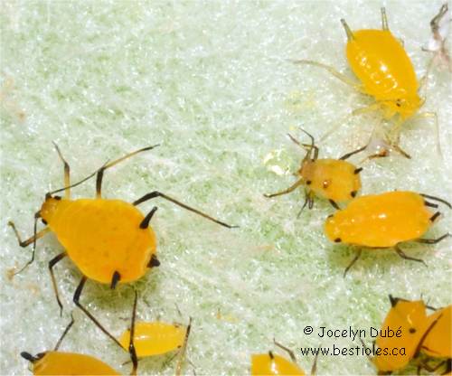 Aphidiens (Aphidoidea)