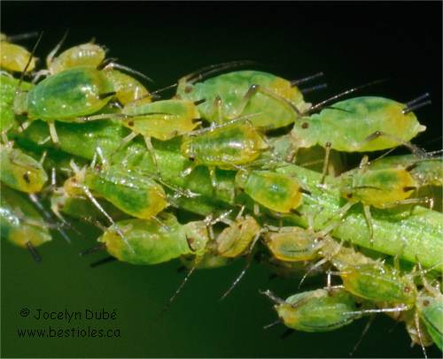 Aphis chloris (Aphidinae)