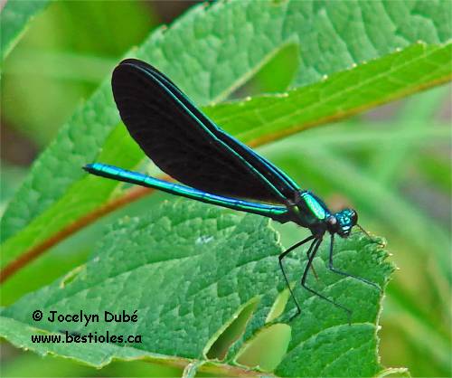 Demoiselle bistr�e (Calopteryx maculata)